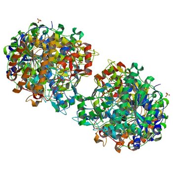 MONOVALENT CATION BINDING SITES IN N10-FORMYLTETRAHYDROFOLATE SYNTHETASE FROM MOORELLA THERMOACETICA (1FPM)