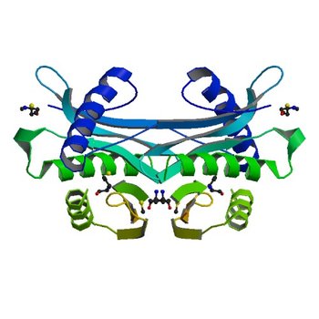 Crystal structure of putative acetyltransferase from Agrobacterium tumefaciens (2G3A)