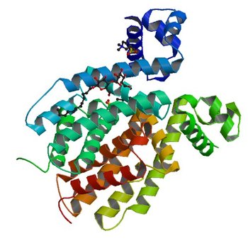 Crystal structure of a transcriptional regulator (RHA1_ro04179) from Rhodococcus sp. Rha1. (2NP5)