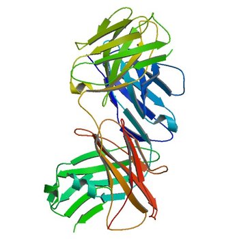 Structure of 4C1 Fab in C2221 space group (3RVU)