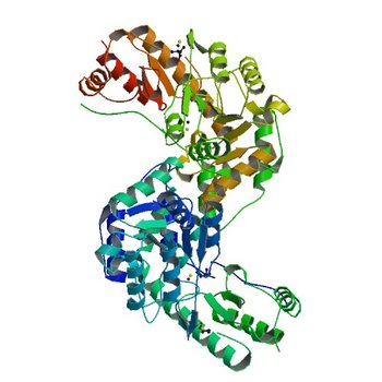 Crystal structure of a putative C-S lyase from Bacillus anthracis (3T32)