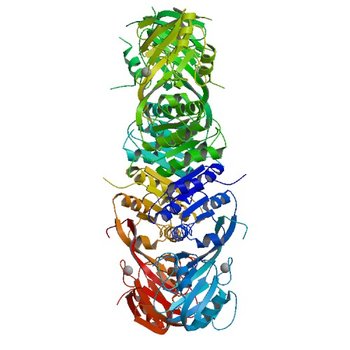 Crystal structure of a putative diacylglycerol kinase from Bacillus anthracis str. Sterne (3T5P)