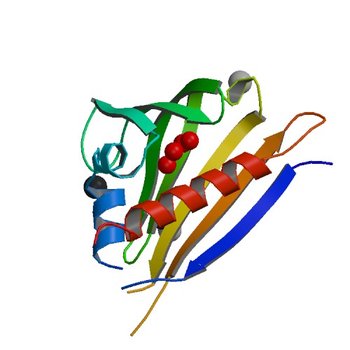 Crystal structure of kirola (Act d 11) from crystal soaked with serotonin (4IH0)