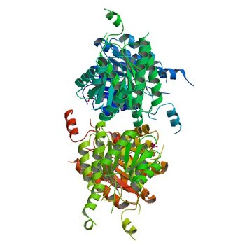 Crystal structure of beta-ketoacyl-acyl carrier protein reductase (FabG)(G141A) from Vibrio cholerae (4WJZ)