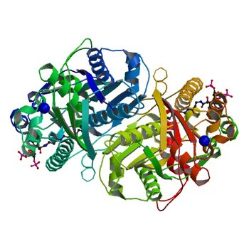 Crystal Structure of Beta-ketoacyl-ACP synthase III-2 (FabH2) (C113A) from Vibrio Cholerae co-crystallized with octanoyl-CoA (5V0P)