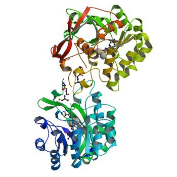 Crystal structure of dihydroorotase pyrC from Yersinia pestis in complex with zinc and malate at 2.4 A resolution (6CTY)