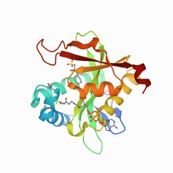 Structure of a GNAT superfamily PA3944 acetyltransferase in complex with CHES (7KYE)