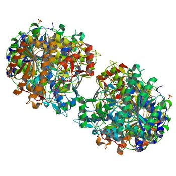 THE CRYSTAL STRUCTURE OF FORMYLTETRAHYDROFOLATE SYNTHETASE FROM MOORELLA THERMOACETICA (1EG7)