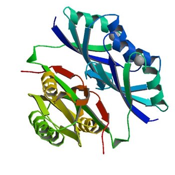 Crystal structure of Acetolactate synthase- small subunit from Thermotoga maritima (2FGC)