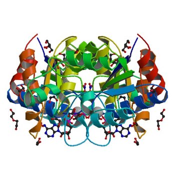 Crystal structure of dethiobiotin synthetase (BioD) from Helicobacter pylori complexed with ATP (3QXC)