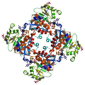 Crystal Structure of ADP/ATP-dependent NAD(P)H-hydrate dehydratase from Bacillus subtilis in complex with P1,P4-Di(adenosine-5') tetraphosphate (3RQX)