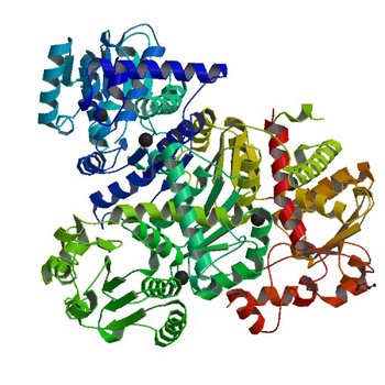 Crystal structure of unliganded anabolic ornithine carbamoyltransferase from Vibrio vulnificus at 1.86 A resolution (4KWT)