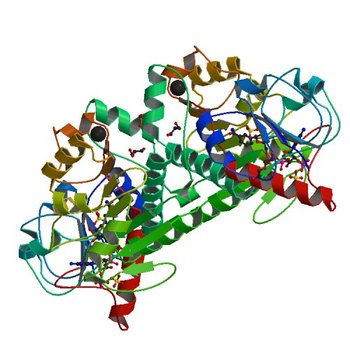 Crystal structure of NADP-dependent dehydrogenase from Sinorhizobium meliloti in complex with NADP and sulfate (4WEQ)