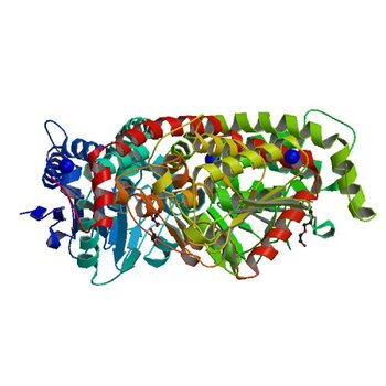 Crystal structure of enoyl-CoA hydratase/isomerase from Pseudoalteromonas atlantica T6c at 2.3 A resolution. (5VE2)